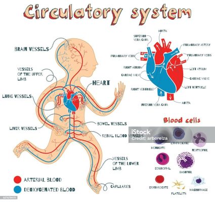 Trẻ Sơ Sinh Bị Lạnh Tay Chân
