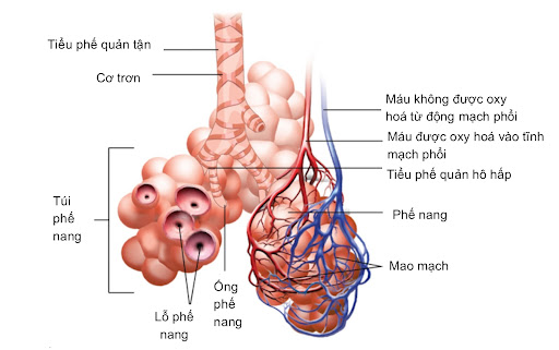 Trẻ Sơ Sinh Thở Khò Khè